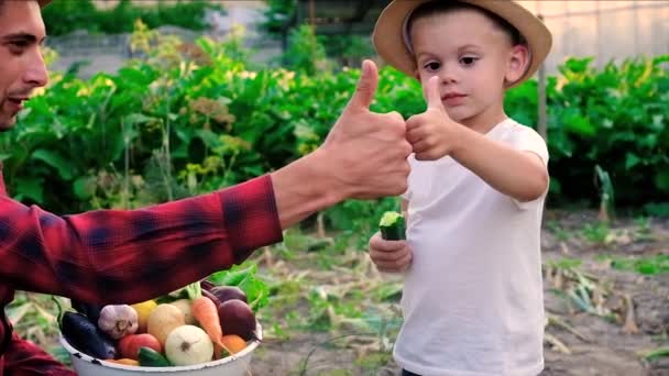 Een man is een boer en een kind oogst van groenten in handen. Selectieve focus. — Stockvideo