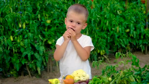 Dziecko w ogrodzie ze zbiorami warzyw. Skupienie selektywne. — Wideo stockowe