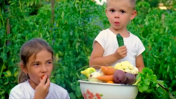 Ένα παιδί στον κήπο με μια συγκομιδή λαχανικών. Επιλεκτική εστίαση. — Αρχείο Βίντεο
