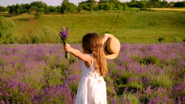 Child girl in flowers lavender field. Selective focus. — Video Stock