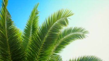 Avuç içi yaprakları gökyüzüne karşı. Seçici odak.