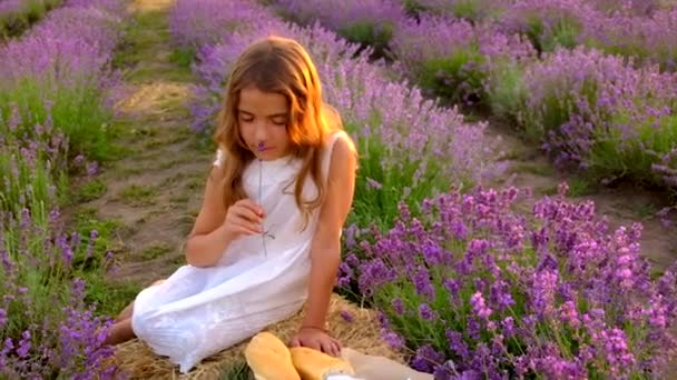 Un enfant dans un champ de lavande. Concentration sélective. — Video