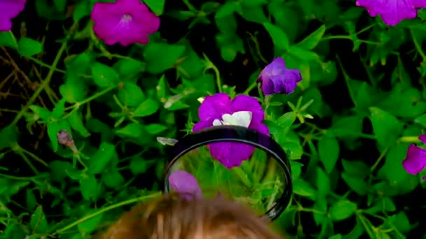 The child studies butterflies through a magnifying glass. Selective focus. — Stock Video