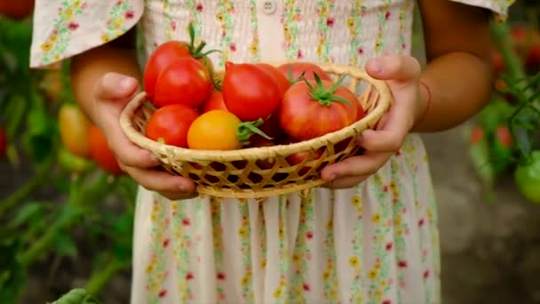 Çocuk bahçede domates hasat ediyor. Seçici odak. — Stok video