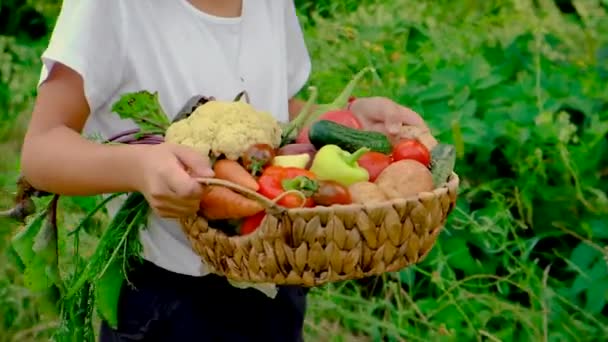 Dítě se zeleninou v rukou sklizně. Selektivní zaměření. — Stock video