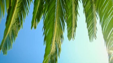 Avuç içi yaprakları gökyüzüne karşı. Seçici odak.