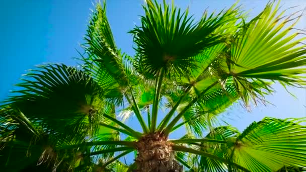 Liście palmy na niebie. Skupienie selektywne. — Wideo stockowe