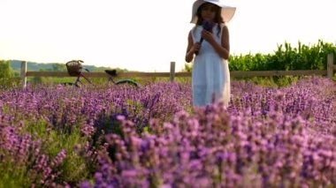 Lavanta tarlasında bir çocuk. Seçici odak.