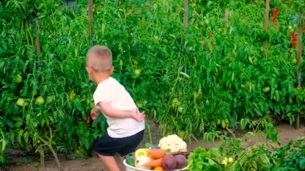 Un niño en el jardín con una cosecha de verduras. Enfoque selectivo. — Vídeo de stock