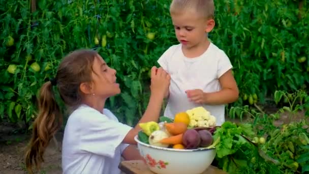 Een kind in de tuin met een oogst van groenten. Selectieve focus. — Stockvideo