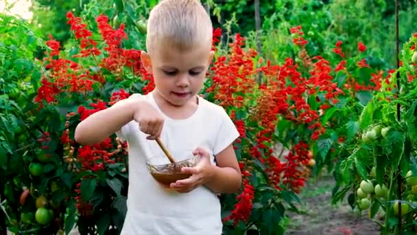L'enfant mange du miel en été. Concentration sélective. — Video