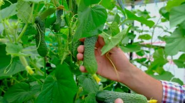 A farmer harvests cucumbers in a greenhouse. Selective focus.