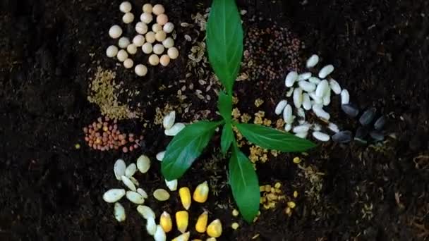 播種期の土壌の種子。選択的焦点. — ストック動画