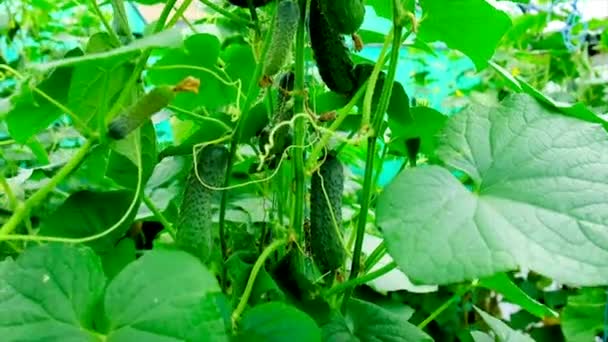Harvest cucumbers grow in the greenhouse. Selective focus. — Stock video