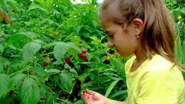 El niño está cosechando frambuesas en el jardín. Enfoque selectivo. — Vídeo de stock