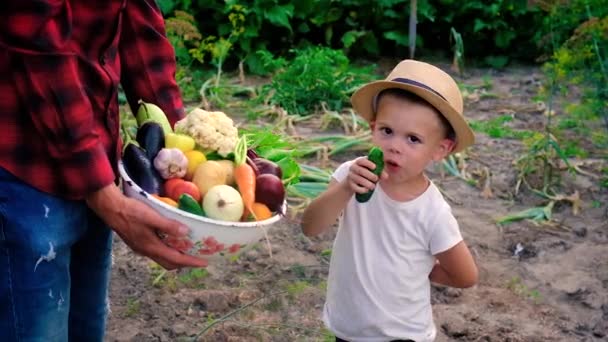 Mężczyzna to rolnik i dziecko zbierające warzywa w rękach. Skupienie selektywne. — Wideo stockowe