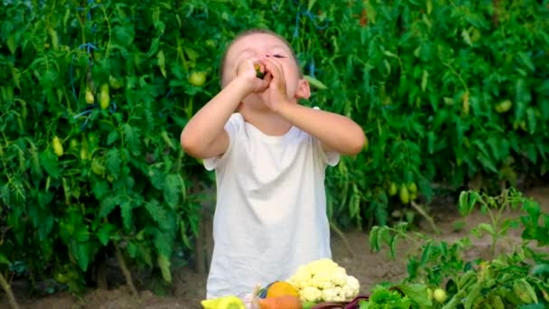 Un niño en el jardín con una cosecha de verduras. Enfoque selectivo. — Vídeo de stock