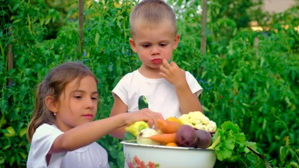 Un enfant dans le jardin avec une récolte de légumes. Concentration sélective. — Video
