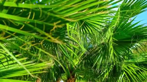 Palm leaves against the sky. Selective focus. — Stock Video