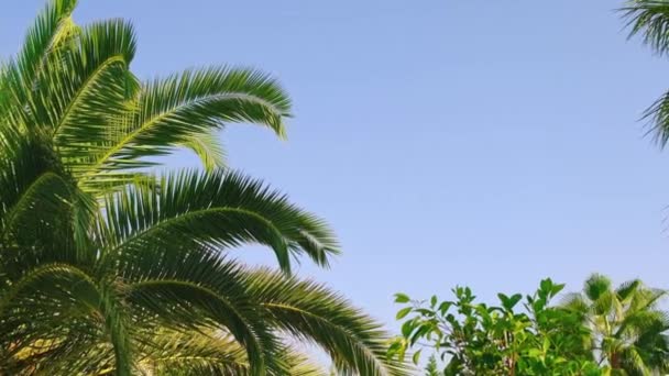 Palmblätter gegen den Himmel. Selektiver Fokus. — Stockvideo