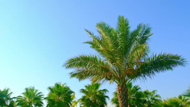 棕榈叶落在天空中.有选择的重点. — 图库视频影像