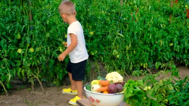Een kind in de tuin met een oogst van groenten. Selectieve focus. — Stockvideo