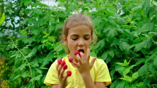 L'enfant récolte des framboises dans le jardin. Concentration sélective. — Video