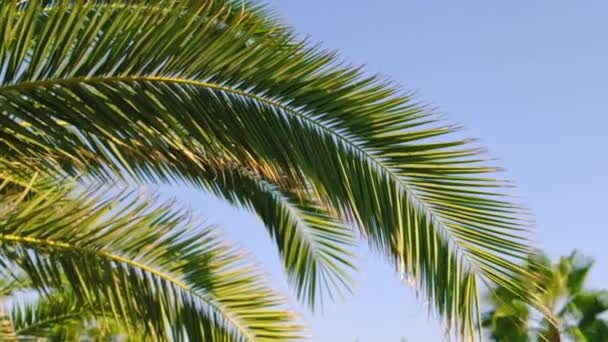 Palmblätter gegen den Himmel. Selektiver Fokus. — Stockvideo