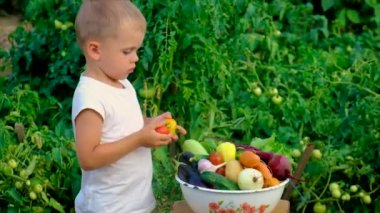 Bahçede sebze hasadı olan bir çocuk. Seçici odak.