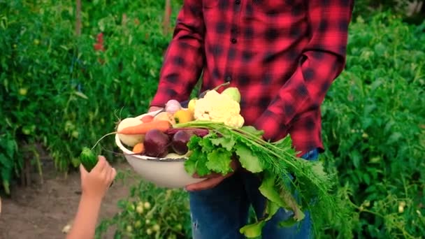 Muž je farmář a dítě sklízí zeleninu v rukou. Selektivní zaměření. — Stock video