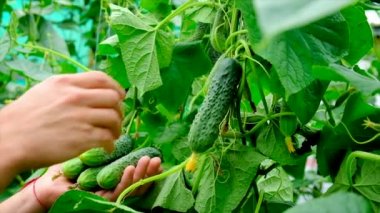 A farmer harvests cucumbers in a greenhouse. Selective focus.