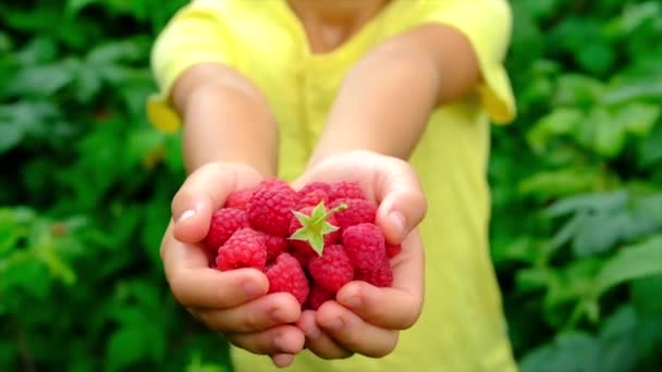 The child is harvesting raspberries in the garden. Selective focus. — Αρχείο Βίντεο