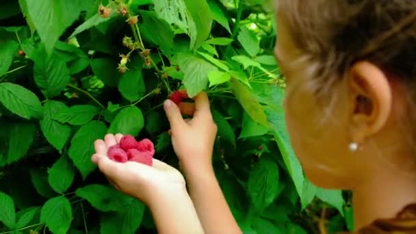 Dziecko zbiera maliny w ogrodzie. Skupienie selektywne. — Wideo stockowe