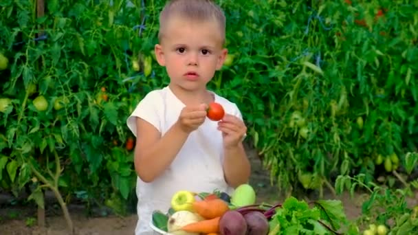 Een kind in de tuin met een oogst van groenten. Selectieve focus. — Stockvideo