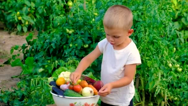 Uma criança no jardim com uma colheita de legumes. Foco seletivo. — Vídeo de Stock