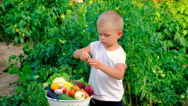 Un niño en el jardín con una cosecha de verduras. Enfoque selectivo. — Vídeo de stock