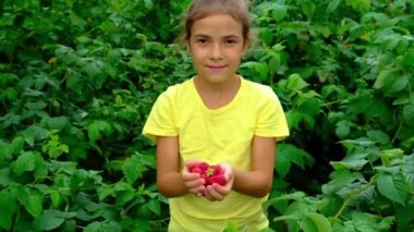 Çocuk bahçede ahududu topluyor. Seçici odak.