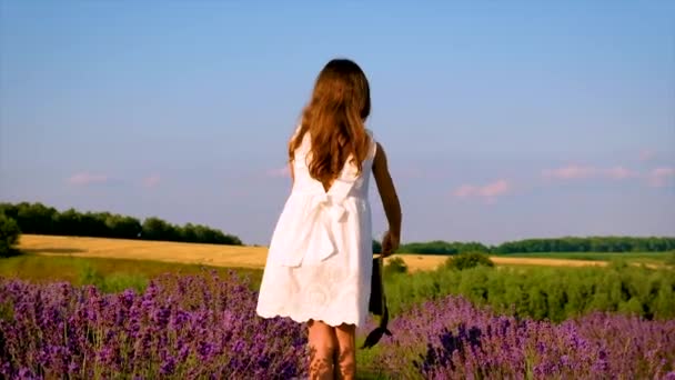 Niña en el campo de flores lavanda. Enfoque selectivo. — Vídeo de stock