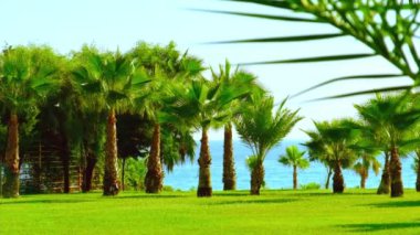 Avuç içi yaprakları gökyüzüne karşı. Seçici odak.