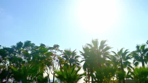 Frunzele de palmier pe cer. Focalizare selectivă. — Videoclip de stoc