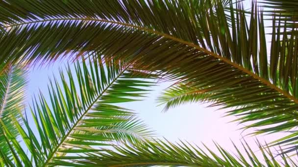 Palmblätter gegen den Himmel. Selektiver Fokus. — Stockvideo
