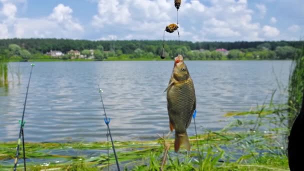釣り針で魚を釣る。選択的焦点. — ストック動画