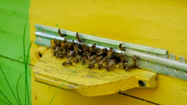 Le api volano nell'alveare. Focus selettivo. — Video Stock