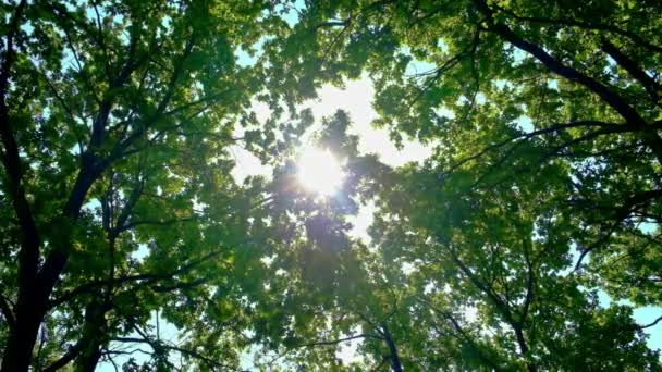 Promienie słońca na liściach drzewa. Skupienie selektywne. — Wideo stockowe