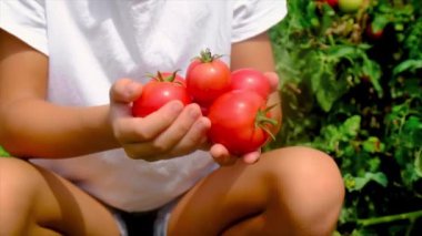 Bir çocuk bahçede domates hasat eder. Seçici odak.