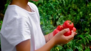 Bir çocuk bahçede domates hasat eder. Seçici odak.