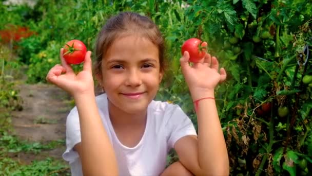 Un niño cosecha tomates en el jardín. Enfoque selectivo. — Vídeos de Stock