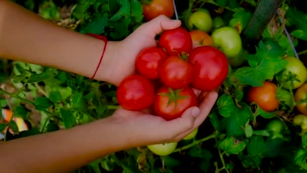 Bir çocuk bahçede domates hasat eder. Seçici odak. — Stok video