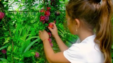 Bir çocuk bahçede erik topluyor. Seçici odak.