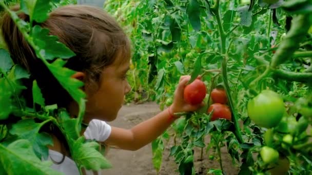 A child harvests tomatoes in the garden. Selective focus. — Stock Video